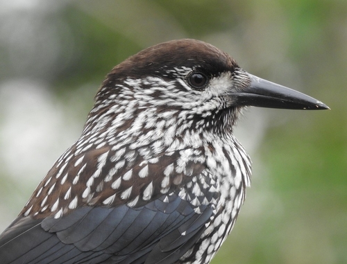 Northern Nutcracker, Stellendam, Netherlands, photo 6 of 10