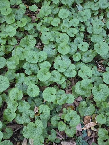 garlic mustard