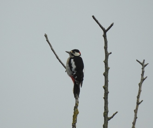 Great Spotted Woodpecker