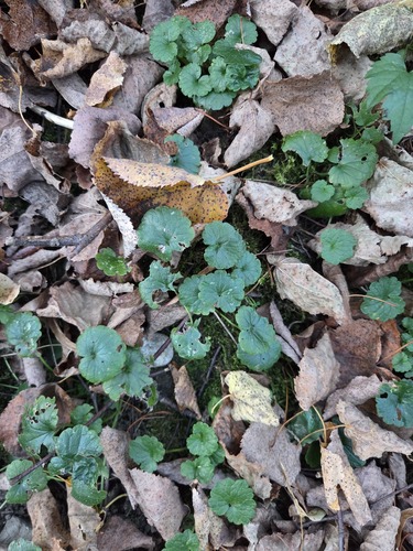 ground-ivy