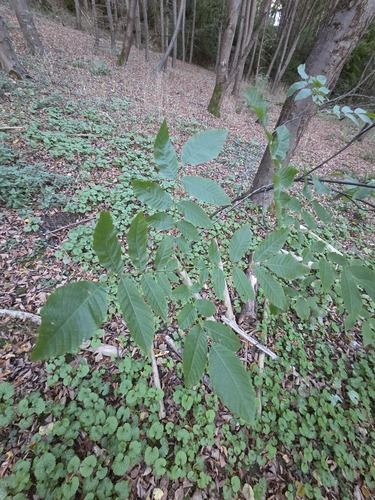 Persian walnut