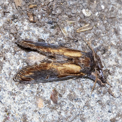 Notodonta scitipennis
