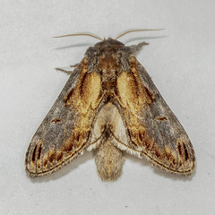 Notodonta scitipennis