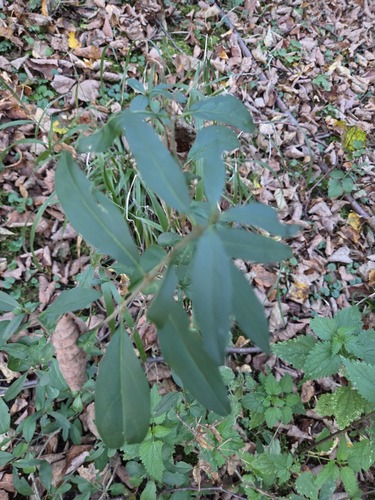 Common Privet