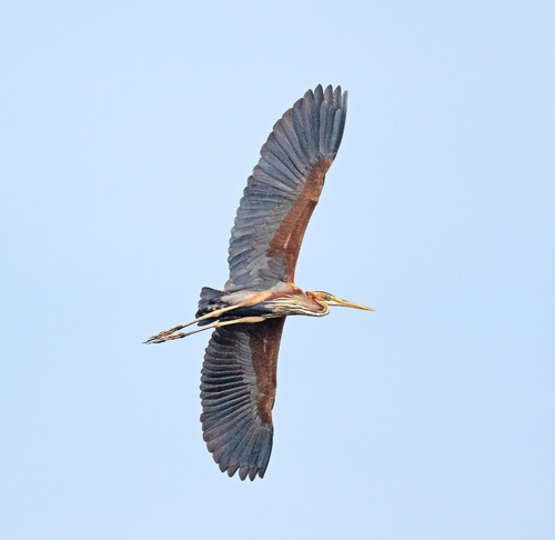 Plume de Héron pourpré