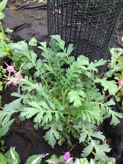 Geum triflorum