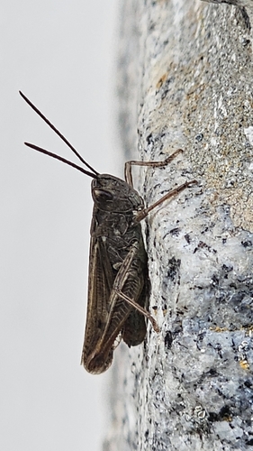 Chorthippus biguttulus, 2026-10-10