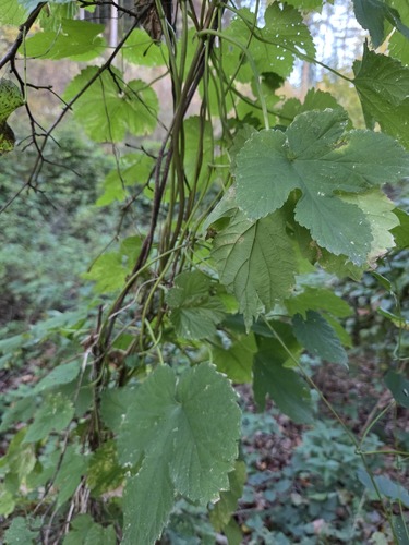 common hops