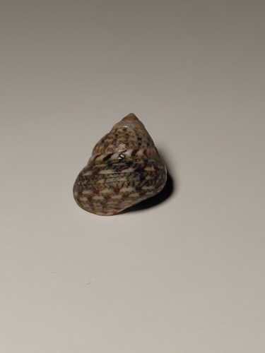 Phorcus articulatus