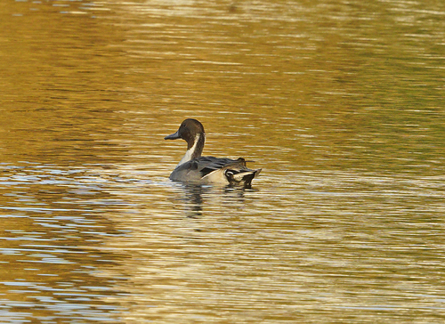 Northern Pintail