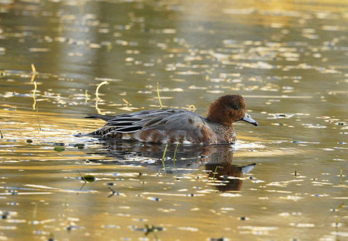 Eurasian Wigeon