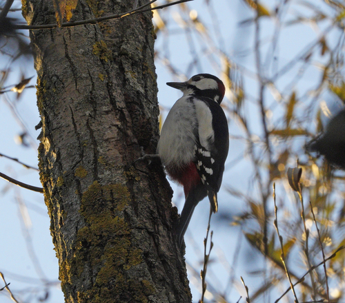 Great Spotted Woodpecker