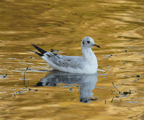 Black-headed Gull