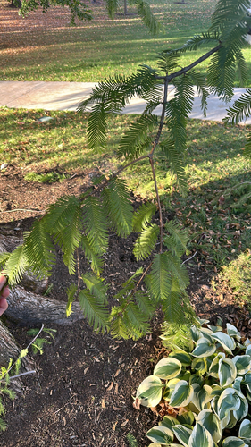 Metasequoia glyptostroboides, 2026-10-18