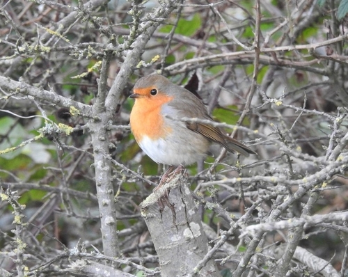 European Robin