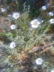Cerastium gibraltaricum