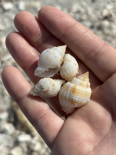 Cancellaria reticulata observed 2026-10-18