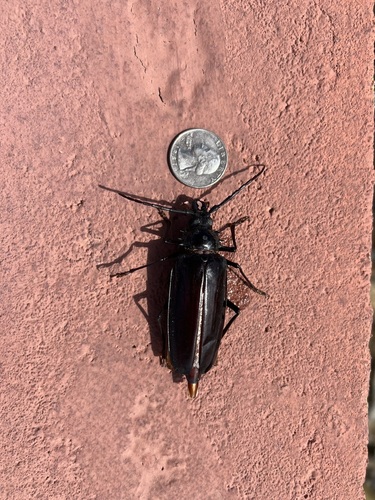 Palo Verde Root Borer