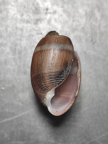 Acteon tornatilis observed 2026-10-17