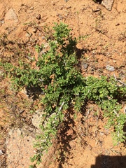 Ceanothus roderickii