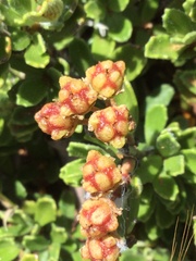 Ceanothus roderickii
