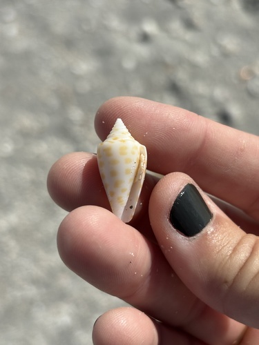 Conus spurius observed 2026-10-18