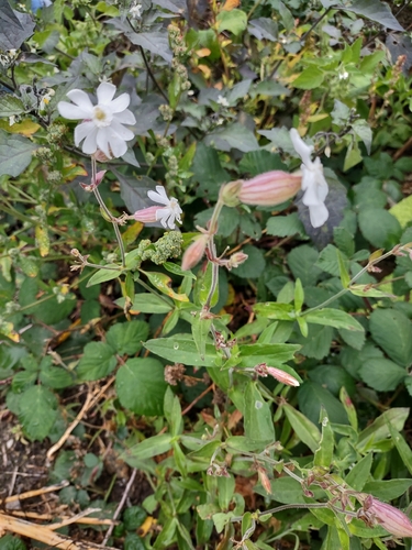 white campion