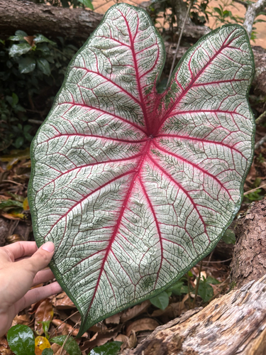 Caladium bicolor observed 2026-10-18