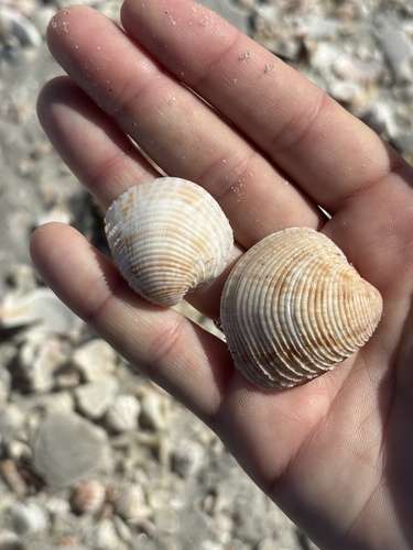 Chione intapurpurea, 2026-10-18
