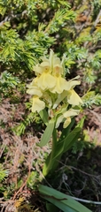 Dactylorhiza sambucina