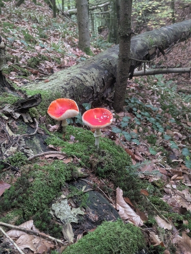 Fly Agaric