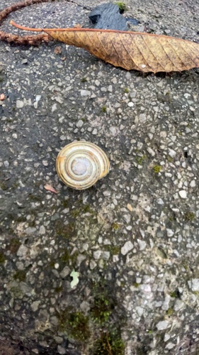 Brown-lipped Snail