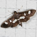Grape Leaffolder Moth - Photo (c) Anna Bennett, some rights reserved (CC BY-NC), uploaded by Anna Bennett