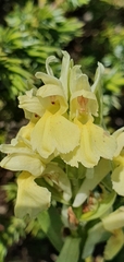 Dactylorhiza sambucina
