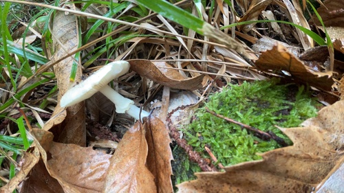False Death-cap