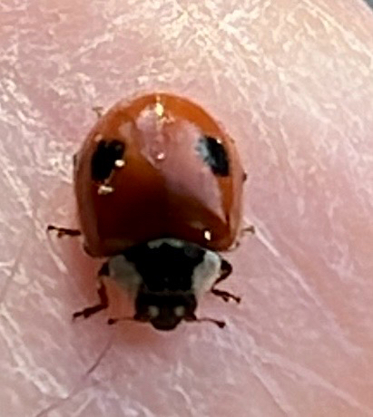 Two-spotted Lady Beetle