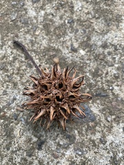 Liquidambar styraciflua
