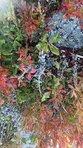 northern bayberry
