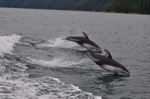 Pacific White-sided Dolphin
