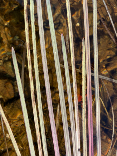 Glyceria fluitans, 2026-10-18
