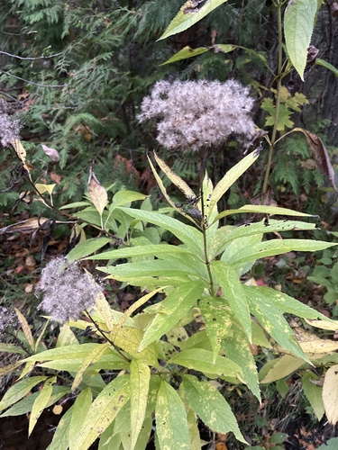 Eutrochium maculatum, 2026-10-15