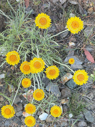 Leucochrysum albicans observed 2026-10-19