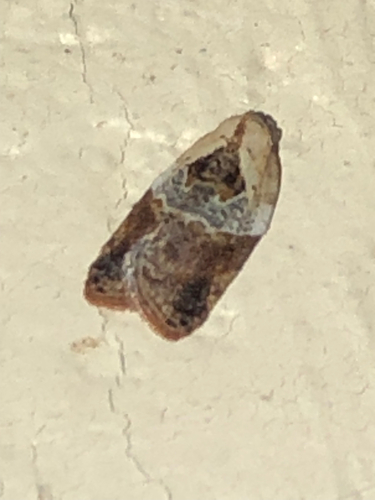 Garden Rose Tortrix