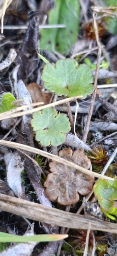 Hydrocotyle novae-zeelandiae observed 2026-10-19