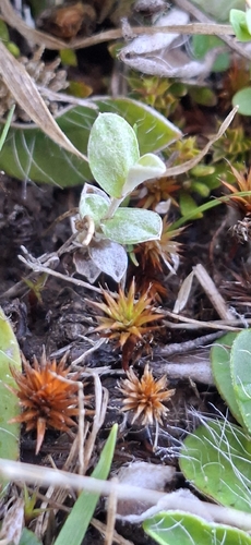 Helichrysum filicaule observed 2026-10-19