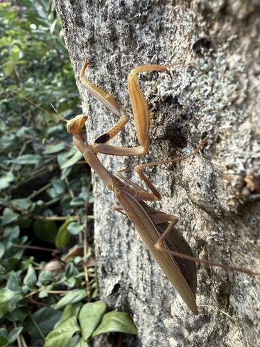 European Mantis