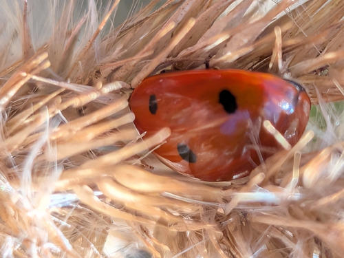 Seven-spotted Lady Beetle