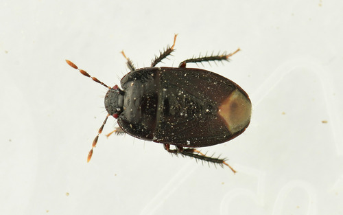 Geotomus elongatus