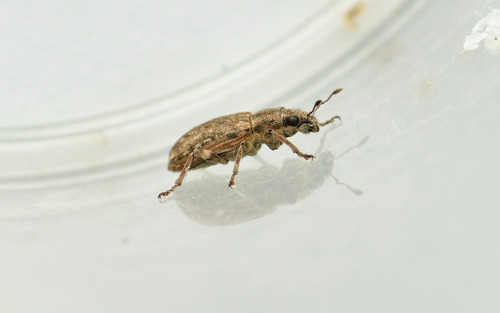 Spotted Pea Weevil