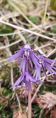 Soldanella